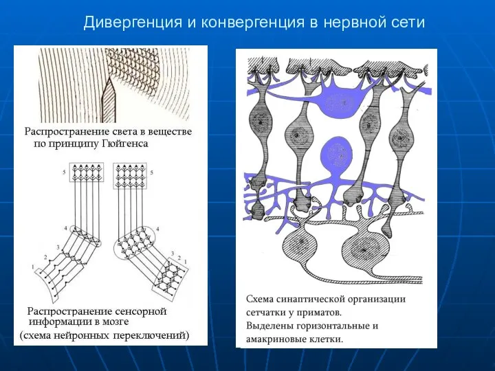 Дивергенция и конвергенция в нервной сети