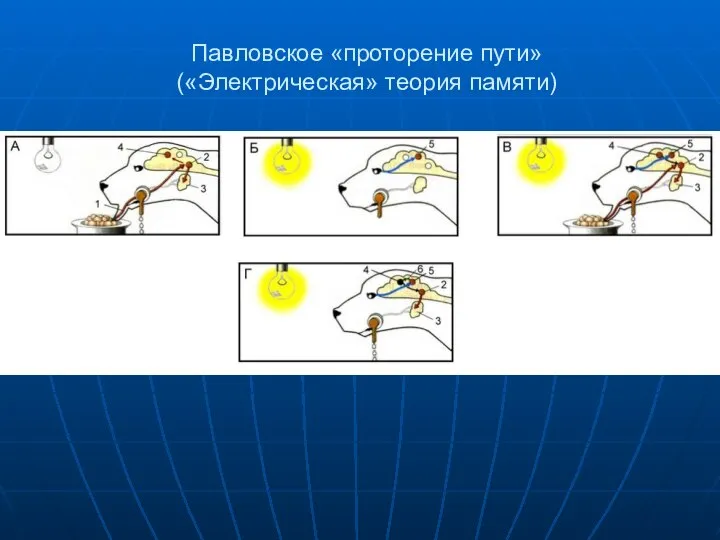 Павловское «проторение пути» («Электрическая» теория памяти)