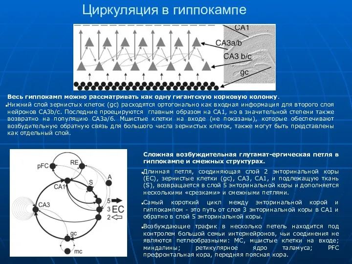 Циркуляция в гиппокампе Весь гиппокамп можно рассматривать как одну гигантскую корковую