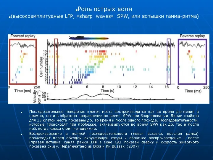 Последовательное поведение клеток места воспроизводится как во время движения в прямом,