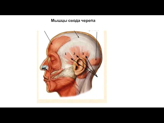 1 2 3 Мышцы свода черепа