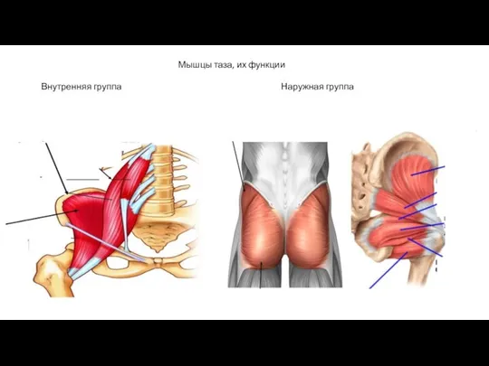 Мышцы таза, их функции Внутренняя группа Наружная группа