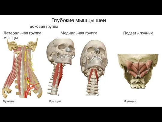 Глубокие мышцы шеи Латеральная группа Медиальная группа Подзатылочные мышцы Боковая группа