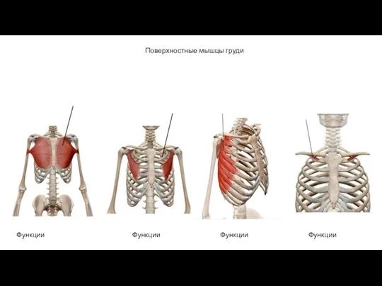 Поверхностные мышцы груди Функции Функции Функции Функции