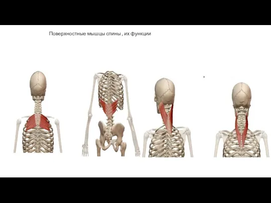 Поверхностные мышцы спины , их функции