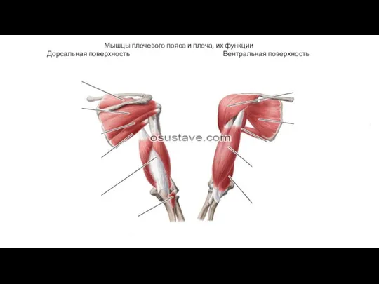 Мышцы плечевого пояса и плеча, их функции Дорсальная поверхность Вентральная поверхность