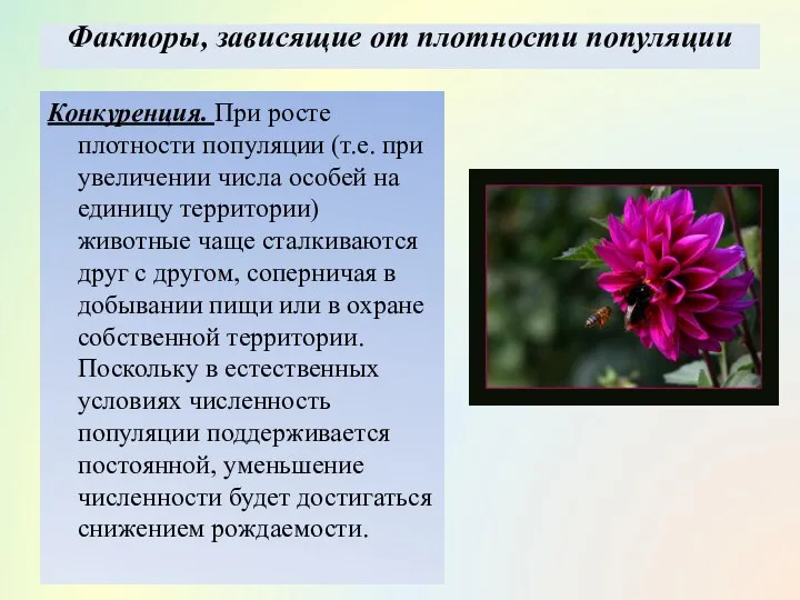 Факторы, зависящие от плотности популяции Конкуренция. При росте плотности популяции (т.е.