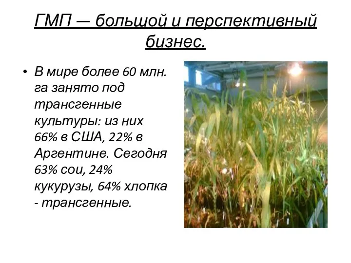 ГМП — большой и перспективный бизнес. В мире более 60 млн.