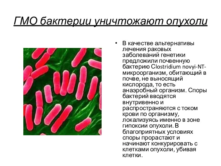 ГМО бактерии уничтожают опухоли В качестве альтернативы лечения раковых заболеваний генетики