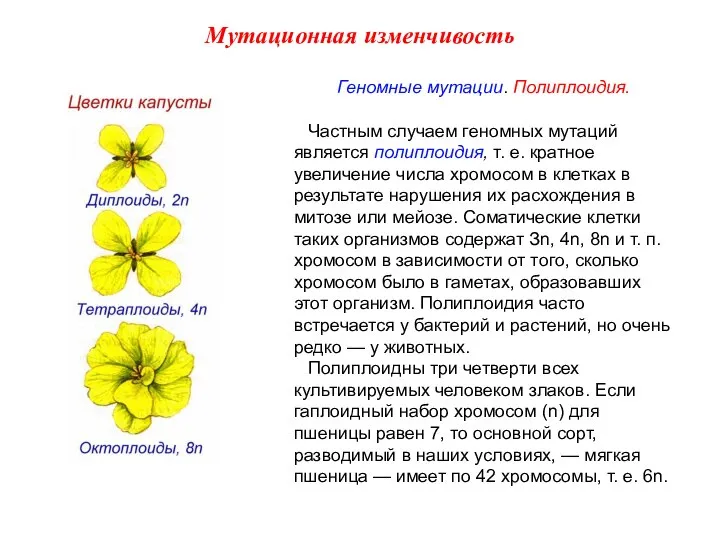 Геномные мутации. Полиплоидия. Частным случаем геномных мутаций является полиплоидия, т. е.