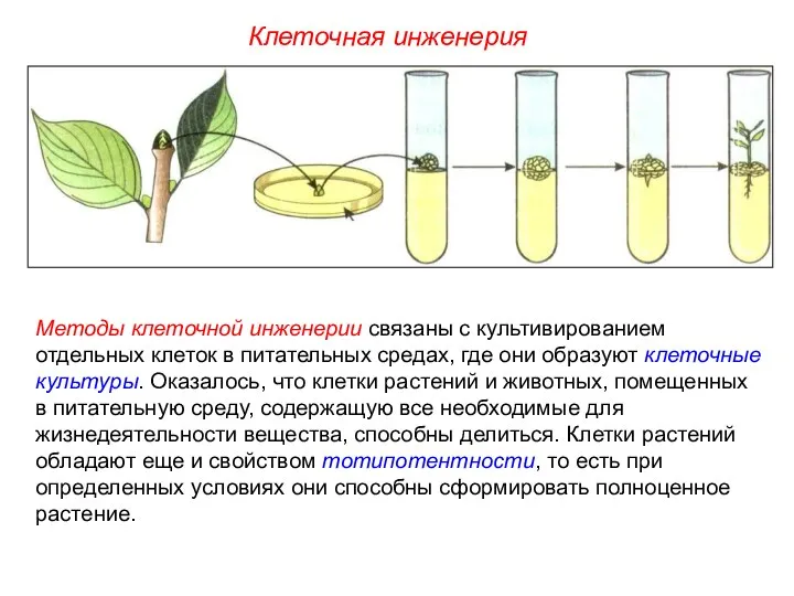 Методы клеточной инженерии связаны с культивированием отдельных клеток в питательных средах,