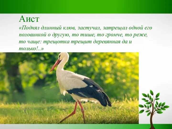 Аист «Поднял длинный клюв, застучал, затрещал одной его половинкой о другую,