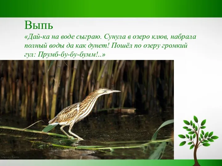 Выпь «Дай-ка на воде сыграю. Сунула в озеро клюв, набрала полный