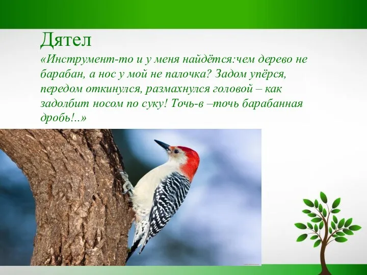 Дятел «Инструмент-то и у меня найдётся:чем дерево не барабан, а нос