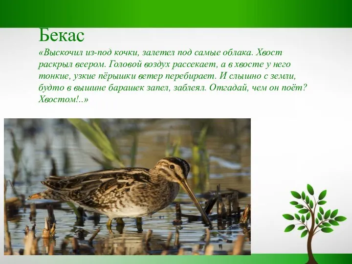 Бекас «Выскочил из-под кочки, залетел под самые облака. Хвост раскрыл веером.