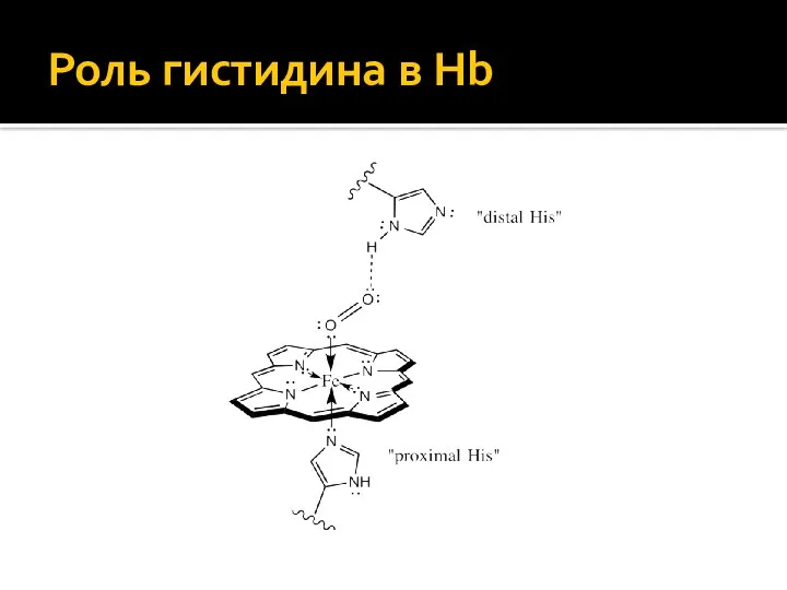 Роль гистидина в Hb