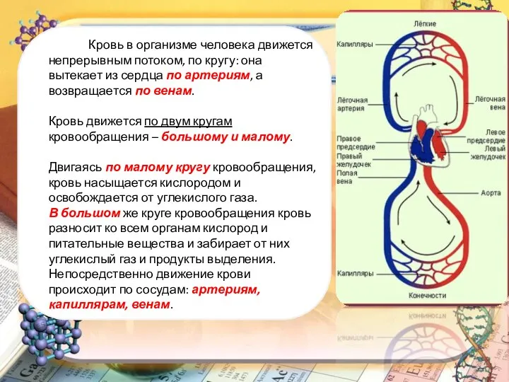 Сердце человека представляет собой полый мышечный орган, состоящий из двух предсердий