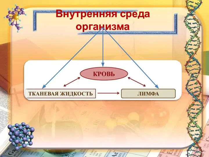 Внутренняя среда организма