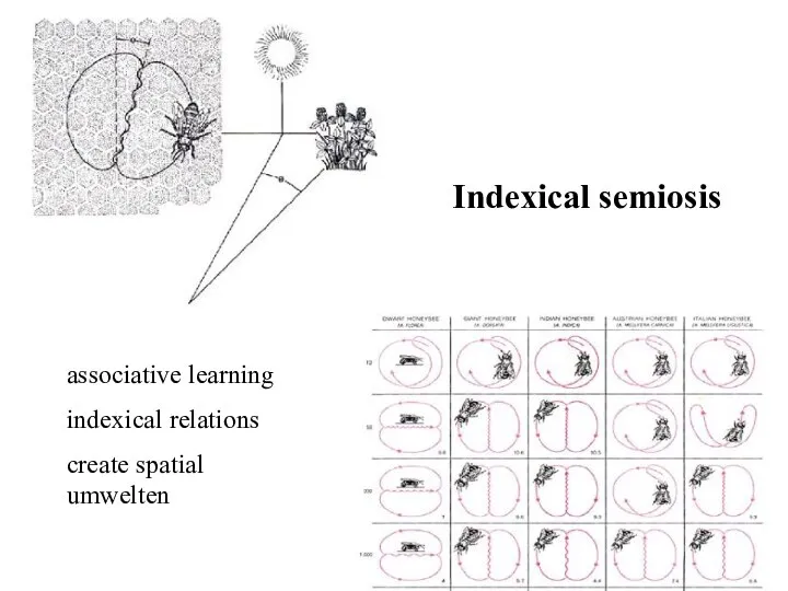 Indexical semiosis associative learning indexical relations create spatial umwelten