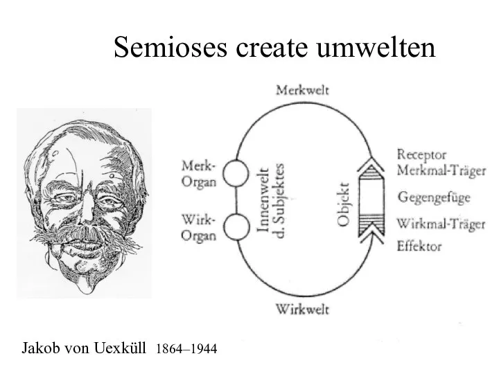 Semioses create umwelten Jakob von Uexküll 1864–1944