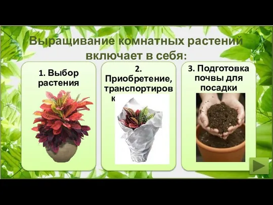 Выращивание комнатных растений включает в себя: