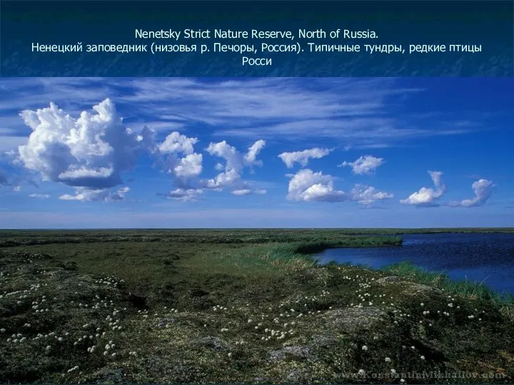 Nenetsky Strict Nature Reserve, North of Russia. Ненецкий заповедник (низовья р.