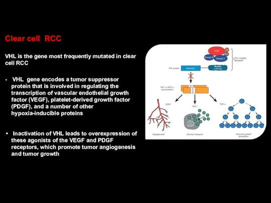 Clear cell RCC VHL is the gene most frequently mutated in