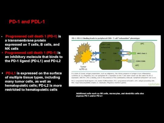 PD-1 and PDL-1 Programmed cell death 1 (PD-1) is a transmembrane