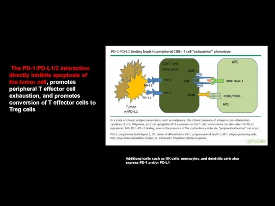 The PD-1:PD-L1/2 interaction directly inhibits apoptosis of the tumor cell, promotes