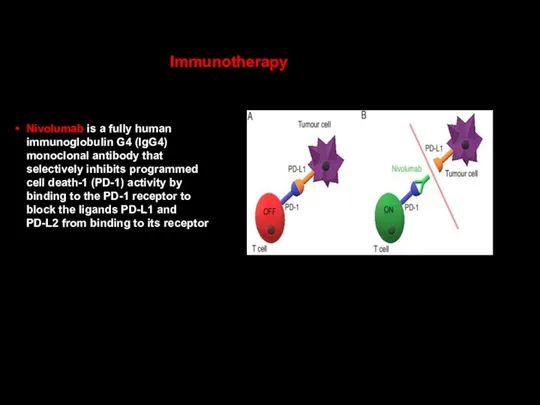 Nivolumab is a fully human immunoglobulin G4 (IgG4) monoclonal antibody that