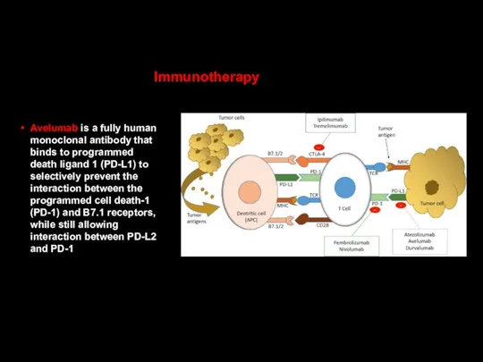 Avelumab is a fully human monoclonal antibody that binds to programmed