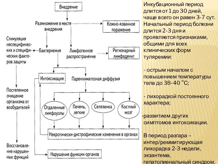 Инкубационный период длится от 1 до 30 дней, чаще всего он