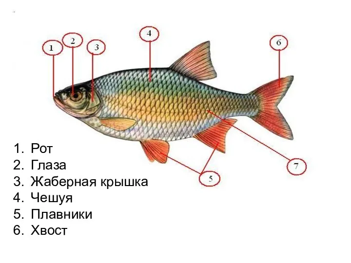 Рот Глаза Жаберная крышка Чешуя Плавники Хвост