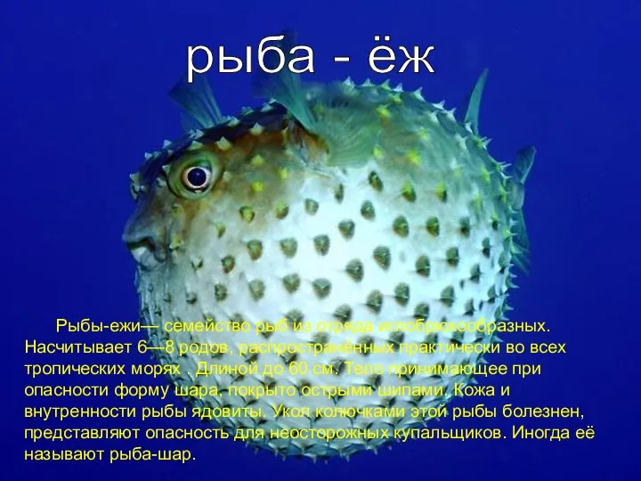 Рыбы-ежи— семейство рыб из отряда иглобрюхообразных. Насчитывает 6—8 родов, распространённых практически