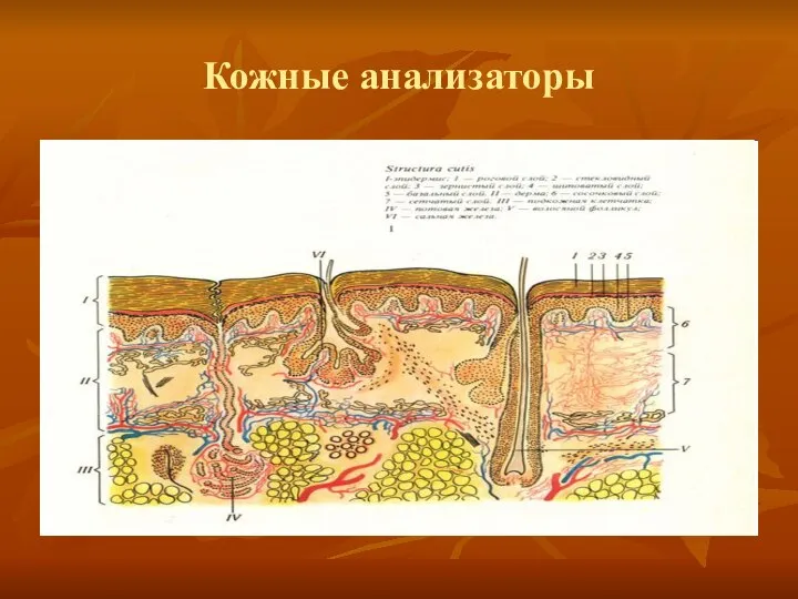 Кожные анализаторы