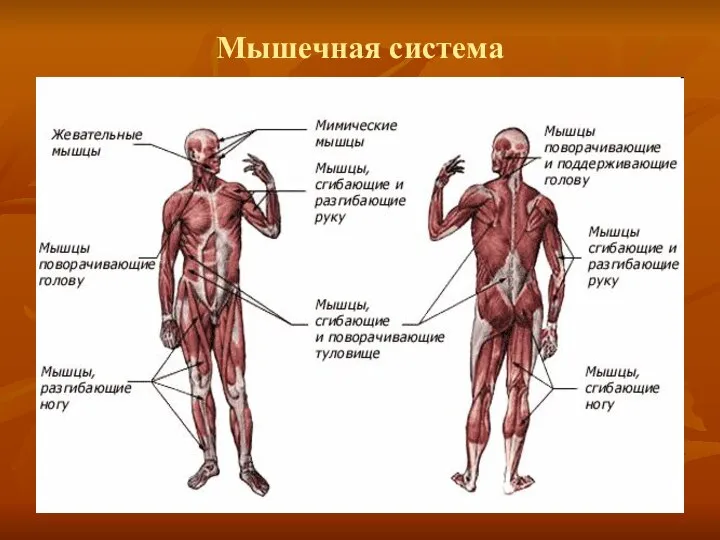 Мышечная система