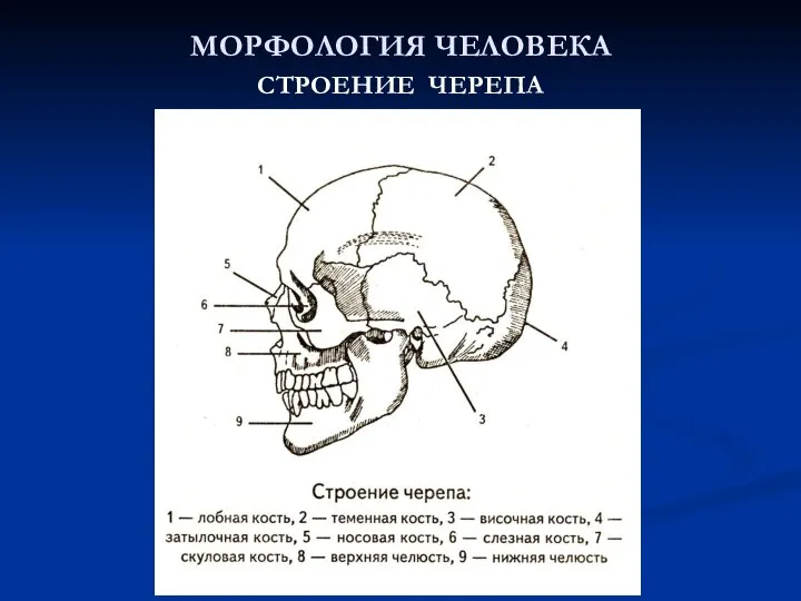 МОРФОЛОГИЯ ЧЕЛОВЕКА СТРОЕНИЕ ЧЕРЕПА