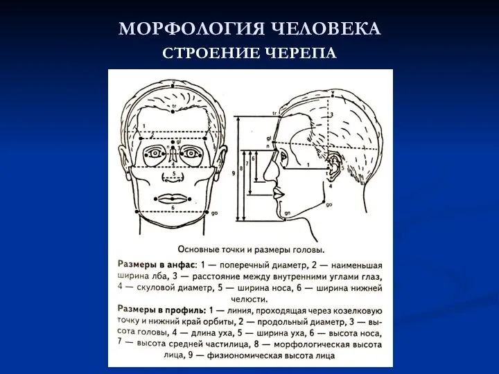 МОРФОЛОГИЯ ЧЕЛОВЕКА СТРОЕНИЕ ЧЕРЕПА