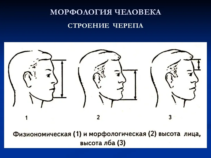 МОРФОЛОГИЯ ЧЕЛОВЕКА СТРОЕНИЕ ЧЕРЕПА