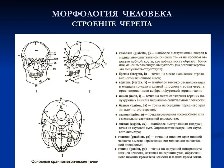 МОРФОЛОГИЯ ЧЕЛОВЕКА СТРОЕНИЕ ЧЕРЕПА