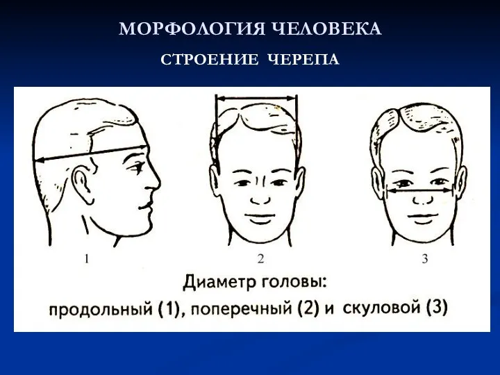 МОРФОЛОГИЯ ЧЕЛОВЕКА СТРОЕНИЕ ЧЕРЕПА