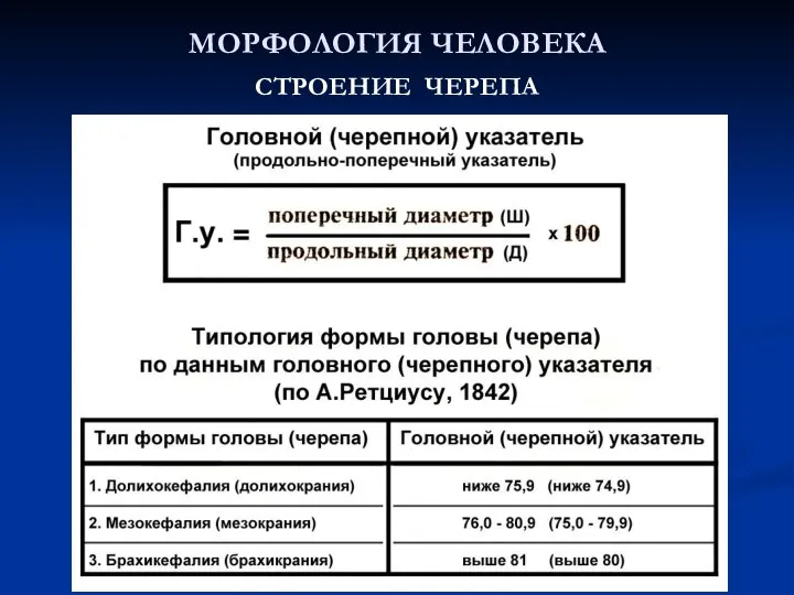 МОРФОЛОГИЯ ЧЕЛОВЕКА СТРОЕНИЕ ЧЕРЕПА