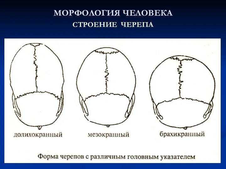 МОРФОЛОГИЯ ЧЕЛОВЕКА СТРОЕНИЕ ЧЕРЕПА