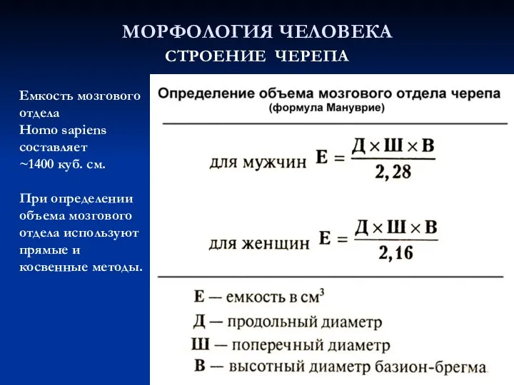 МОРФОЛОГИЯ ЧЕЛОВЕКА СТРОЕНИЕ ЧЕРЕПА Емкость мозгового отдела Homo sapiens составляет ~1400