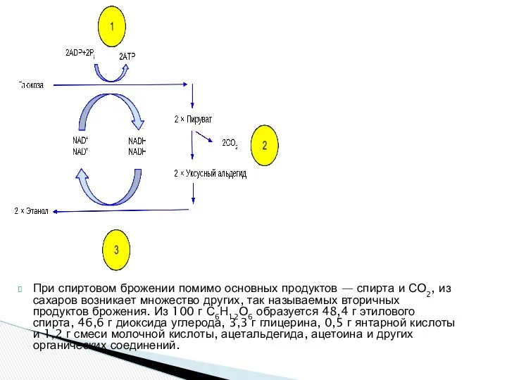 При спиртовом брожении помимо основных продуктов — спир­та и СО2, из