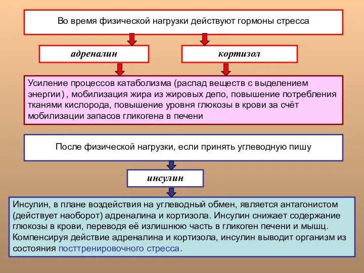 Во время физической нагрузки действуют гормоны стресса адреналин кортизол Усиление процессов