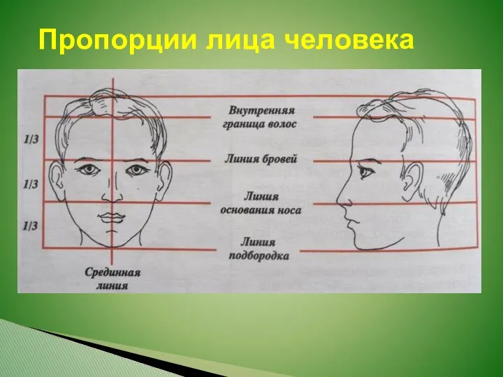 Пропорции лица человека