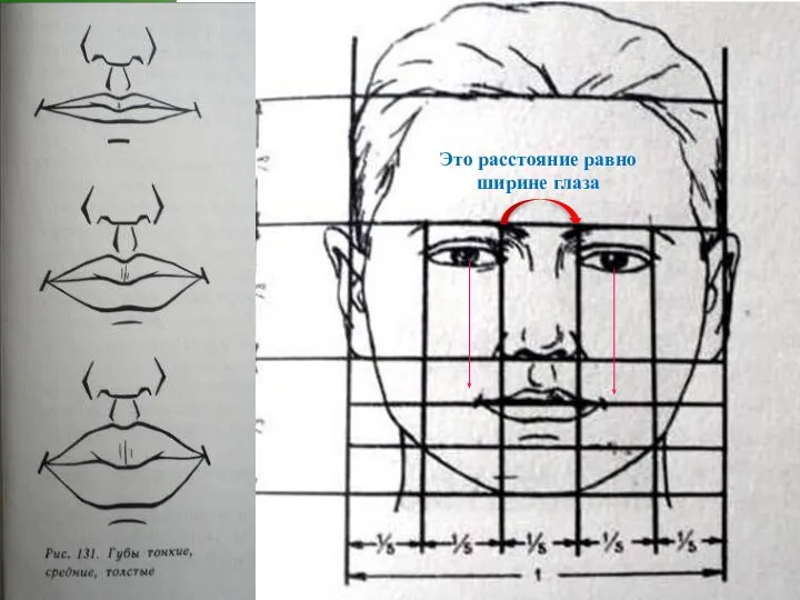 Это расстояние равно ширине глаза