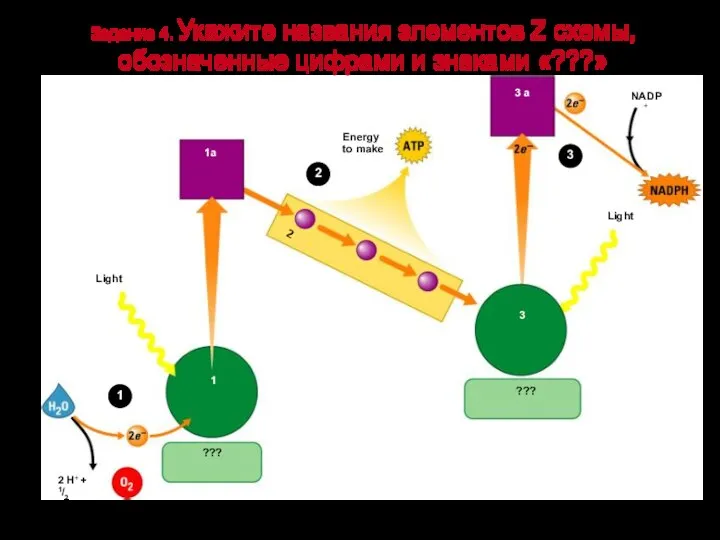 2 H+ + 1/2 ??? 1 Light 1а Energy to make