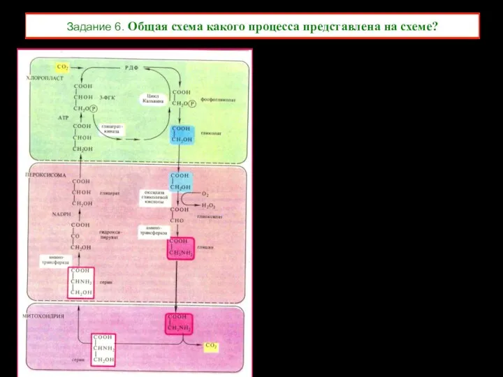 Задание 6. Общая схема какого процесса представлена на схеме?